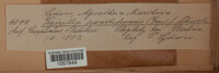 Calycellina punctata image